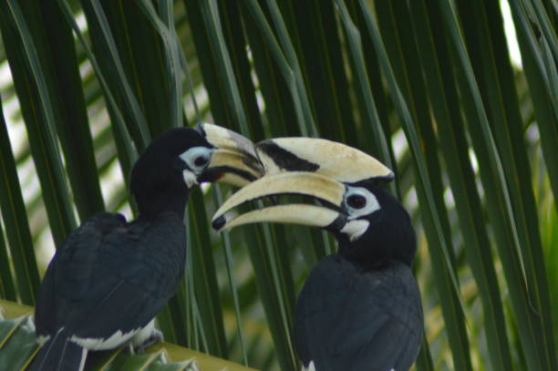 istock Oriental Pied Hornbill 1369722226
