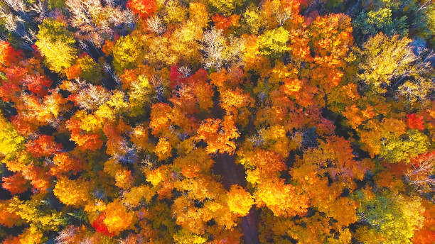istock view of the forest from above 1369722496