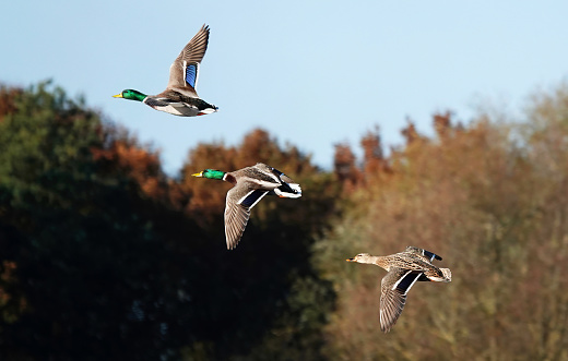 A gorgeous selective focus action shot of three mallard ducks in flight on a sunny day against a blurry background of autumn trees and blue sky.