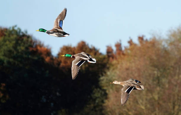 a gorgeous selective focus action shot of three mallard ducks in flight on a sunny day against a blurry background of autumn trees and blue sky. - 鴨子 個照片及圖片檔
