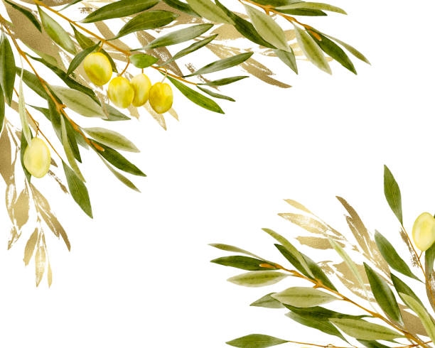 オリーブの枝と金の葉と水彩画のボーダーコーナー。手描き。招待状、挨拶、結婚式のデザイン、昇華、テキスタイル、ステッカー。 - olive tree tree olive leaf点のイラスト素材／クリップアート素材／マンガ素材／アイコン素材