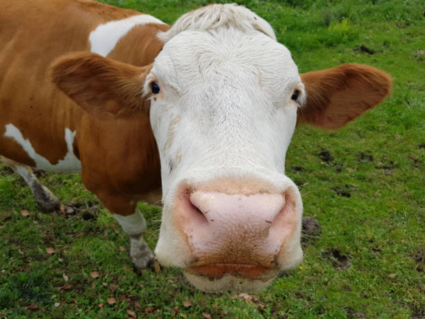 istock Cow, Cow, Cow's Head 1369723460