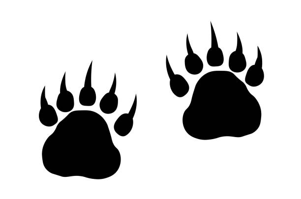 bear paw footprint track - eisbär stock-grafiken, -clipart, -cartoons und -symbole