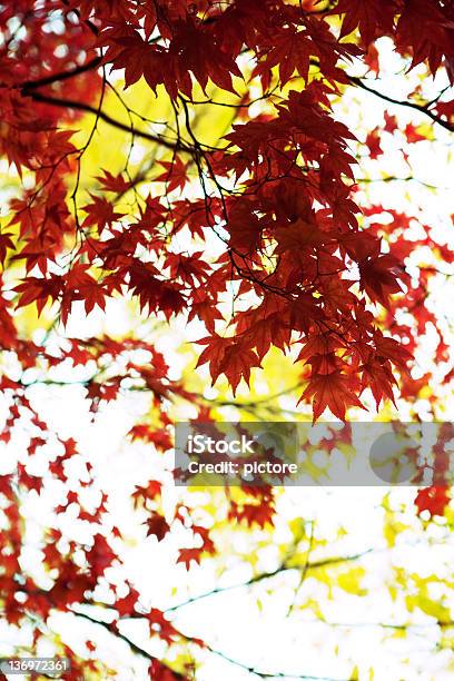 Fall Colors Stock Photo - Download Image Now - Autumn, Autumn Leaf Color, Back Lit