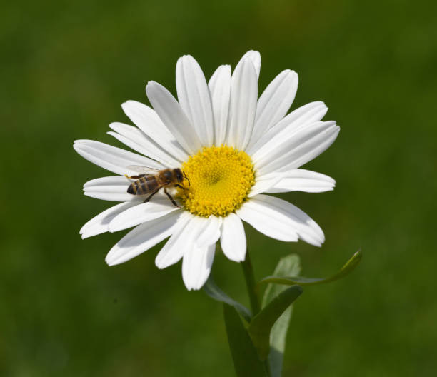 Daisies form simple flowers, are pollen donors for bees and attract butterflies. They bloom from May to October.