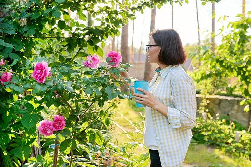 Middle-aged happy woman relaxing in the garden with a cup in her hands, a female enjoying blooming rose bush, flowering plants, the beauty of spring nature.
