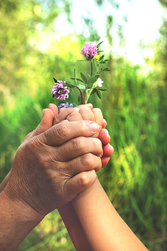 Grandparent and grandchild hands holding bouquet of wildflowers, close up, love and togetherness  concept