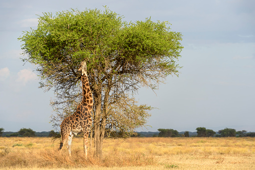 Masai giraffe (Giraffa camelopardalis tippelskirchii) eating on acacia tree, Ngorongoro Conservation Area, Tanzania.