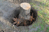 istock Stump of fruit tree was dug up from all sides with a shovel. Close-up. Thick roots are cleared of soil for removal with chainsaw. Blurred background. Selective focus 1369725533