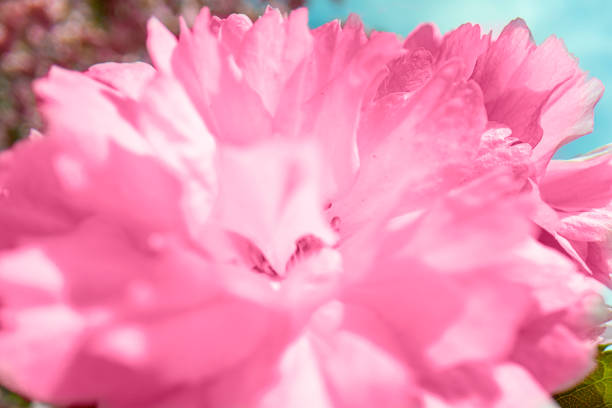 Pink sakura blossom flower