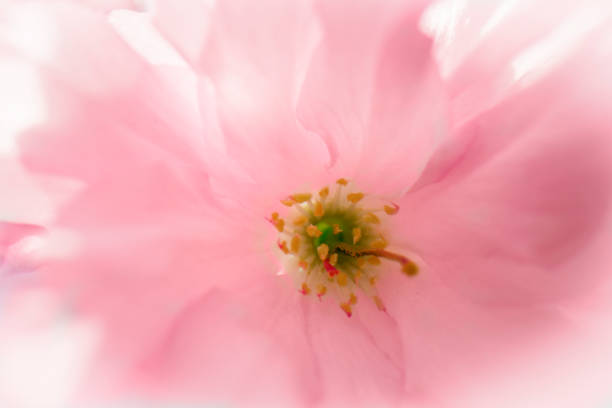 A blooming pink sakura blossoms flower head