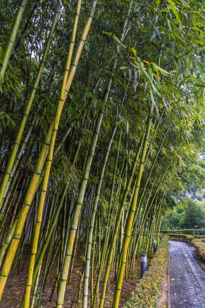 istock Wood of bamboo in china 1369726528