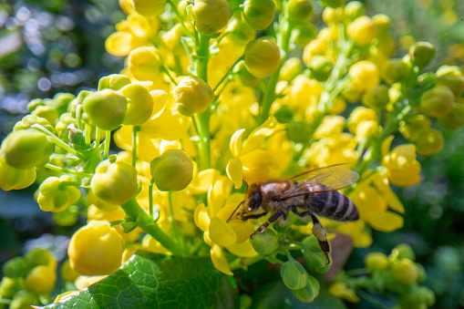 Bee pollinate yellow flowers Mahonia aquifolium
