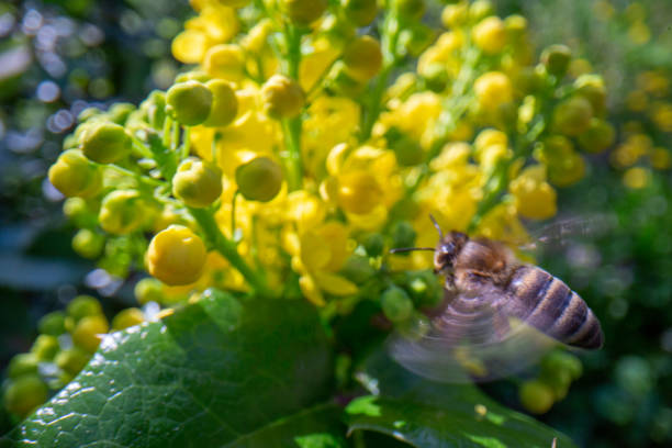 Macro side view how honeybee fly to flower Mahonia aquifolium