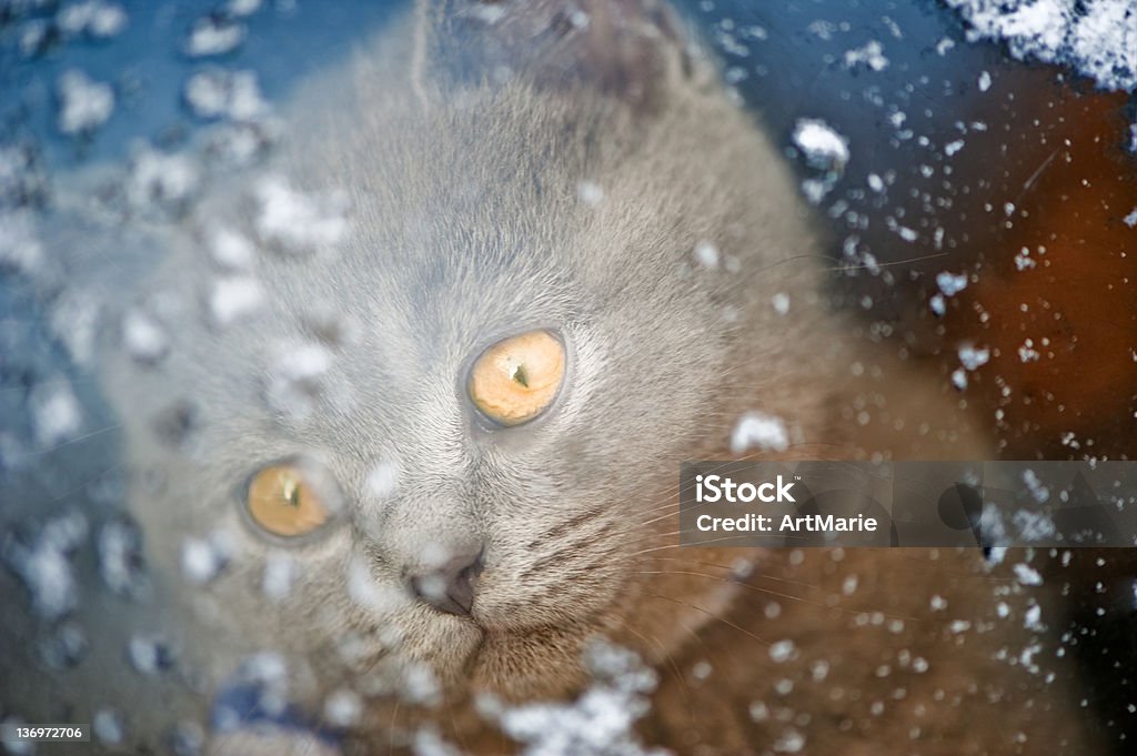 Kociak patrząc przez okno snowy - Zbiór zdjęć royalty-free (Bez ludzi)
