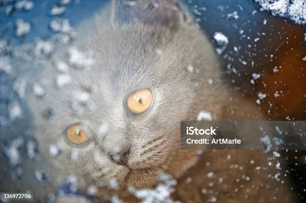 Kociak Patrząc Przez Okno Snowy - zdjęcia stockowe i więcej obrazów Bez ludzi - Bez ludzi, Chłodny, Ciekawość