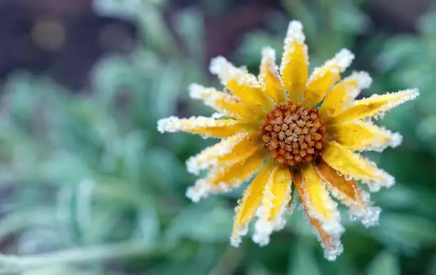 A close-up selective focus winter shot of an ice-covered yellow African daisy garden flower against a blurry green background.