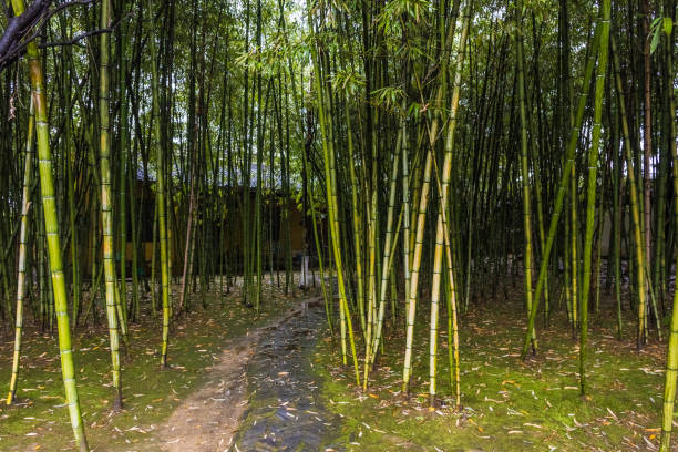 istock Wood of bamboo in china 1369727734