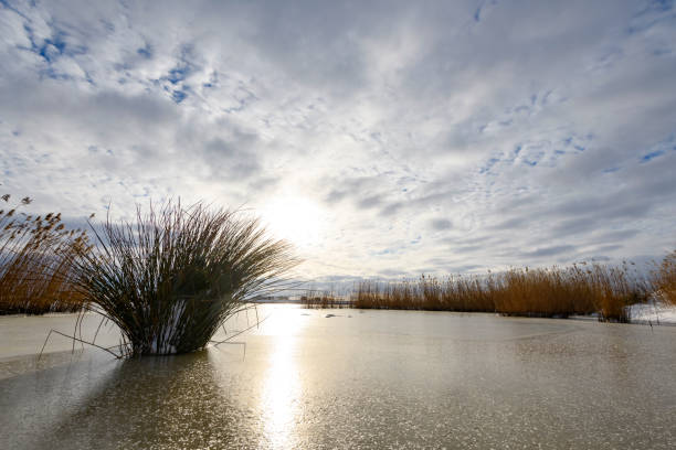 Yellow reed in a snowy winter landscape in the IJsseldelta region near Kampen in Overijssel during an overcast winter day.