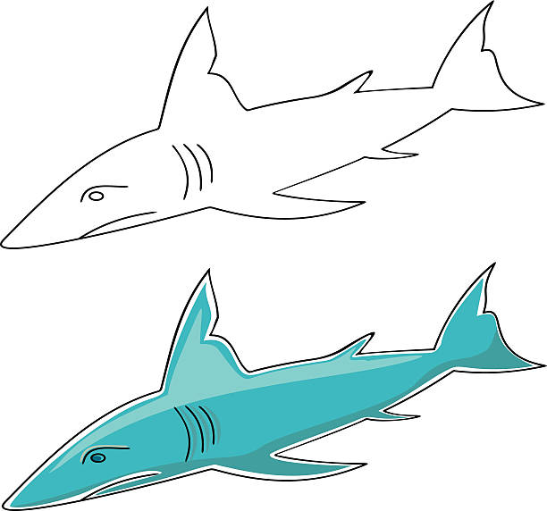 Shark vector art illustration