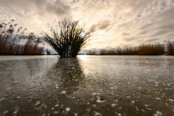 Yellow reed in a snowy winter landscape in the IJsseldelta region near Kampen in Overijssel during an overcast winter day.