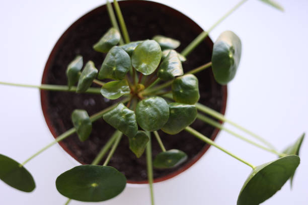 istock Chinese money plant 1369729219