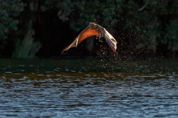 Photo of Backlit flying fox dripping water