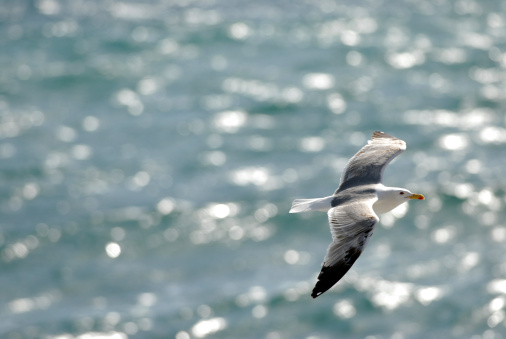 Seagull flying over the Mediterranean