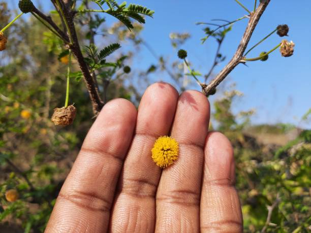 istock Vachellia nilotica flowers. 1369732416