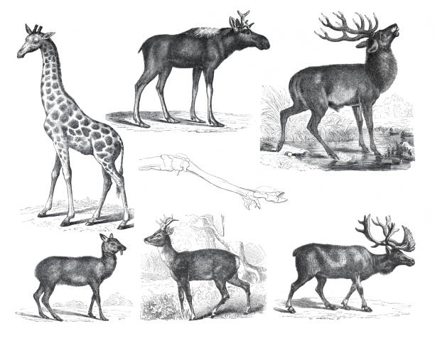 Vintage wildlife collection with giraffe, moschus moschiferus, cervus capreolus, deer, moose, wild animals. illustration of wildlife set. hand drawn vintage or retro style.