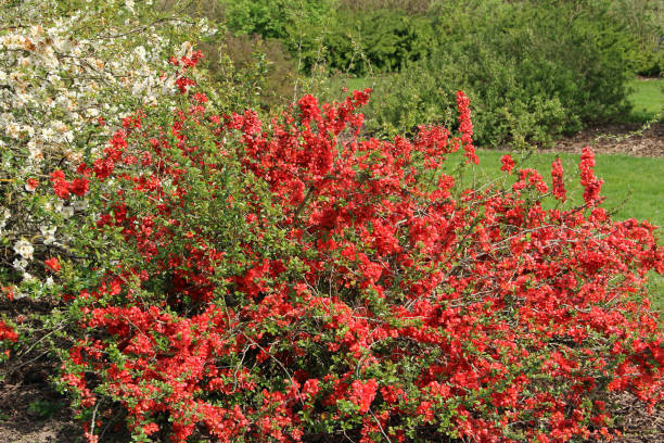 istock Chaenomeles speciosa 1369733318