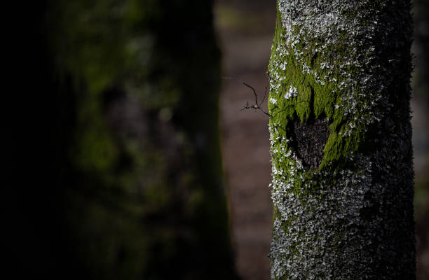 Heart engraved in Nature, ecologic Valentine is Day card with empty space for text.