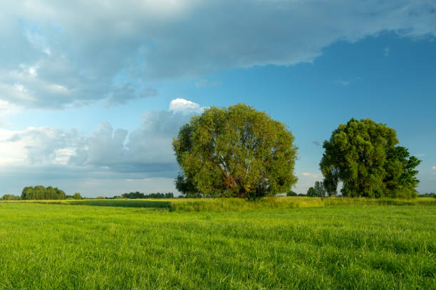 istock Big green trees growing in the meadow 1369734612