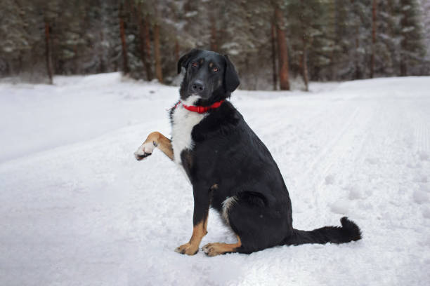 istock Black and white dog sitting on white snow 1369734729