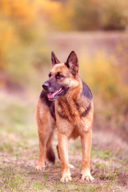 istock Adorable German shepherd standing in the grass 1369734798