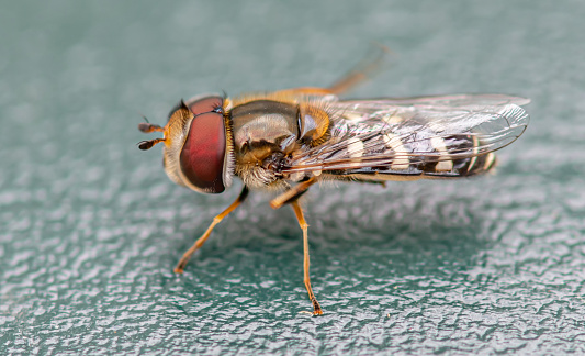 Closeup of a housefly with its reflection in a glass window