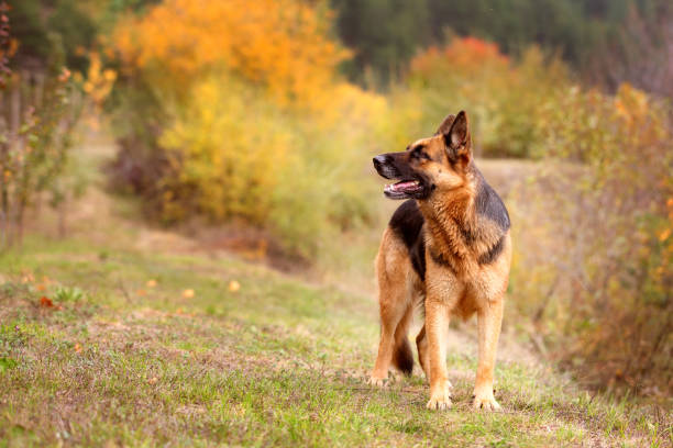 istock Adorable German shepherd standing in the grass 1369734853
