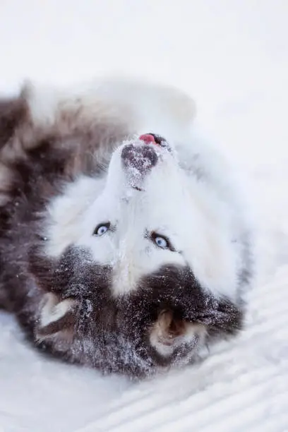 Alaskan Malamute dog with blue eyes lies on back in the snow in winter, showing tongue, close-up portrait