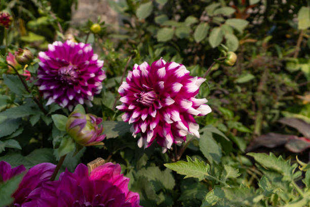 istock pink and purple flowers 1369734890