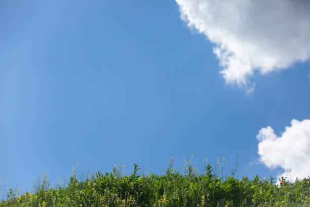 istock Green meadow with blue sky and white clouds background 1369735764
