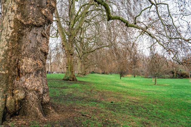 istock St. James's Park in London 1369735803