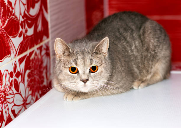 istock silver-blue tabby Scottish chinchilla cat on a red background 1369735984