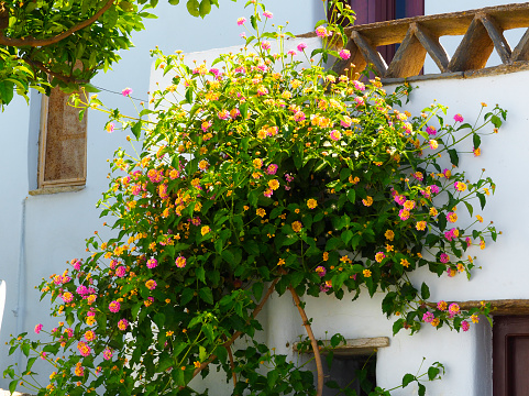 Native to Central America, the lantana is an incredibly long-flowering shrub, whose yellow and pink pompoms light up the paths of the monastery of Kechrovouni, on the island of Tinos.