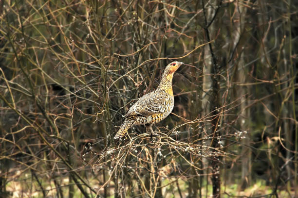 hembra de urogallo occidental en las ramas (urogallo de madera, gallo de brezo) - urogallo fotografías e imágenes de stock