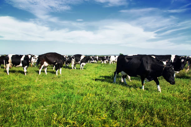 istock Black and white cows grazing on the green blooming field 1369737380