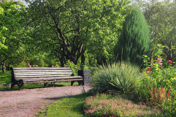 old wooden bench in a summer garden. beautiful park in bloom - kolomenskoye imagens e fotografias de stock