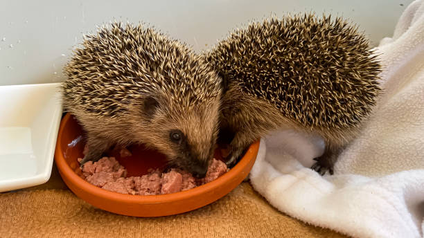 istock little hedgehogs with their food 1369737580