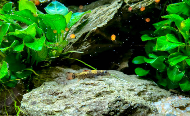 istock aquarium fish Garra flavatra with some Anubias plants 1369737634