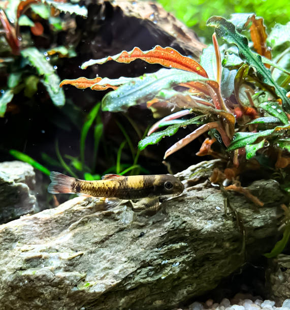 istock aquarium fish Garra flavatra with some Anubias plants 1369737650