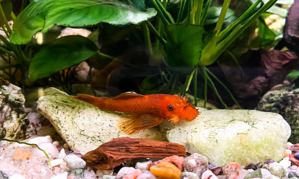 poisson ancistrus sp. rouge - poisson-chat dans un aquarium d’eau douce à la maison - ancistrus photos et images de collection